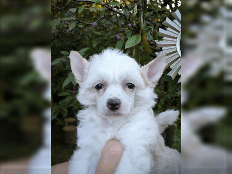 Chinese crested dog champion litter - FCI breeder