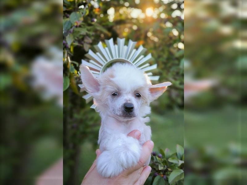 Chinese crested dog champion litter - FCI breeder