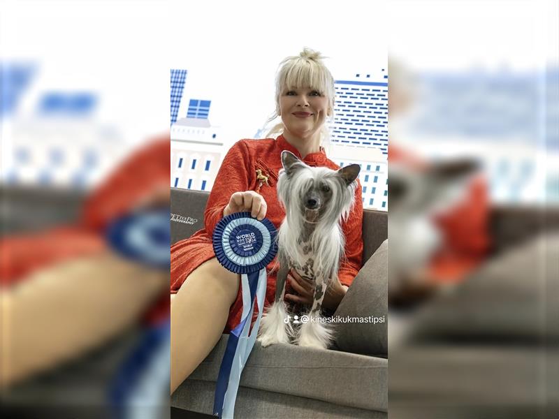 Chinese crested dog champion litter - FCI breeder