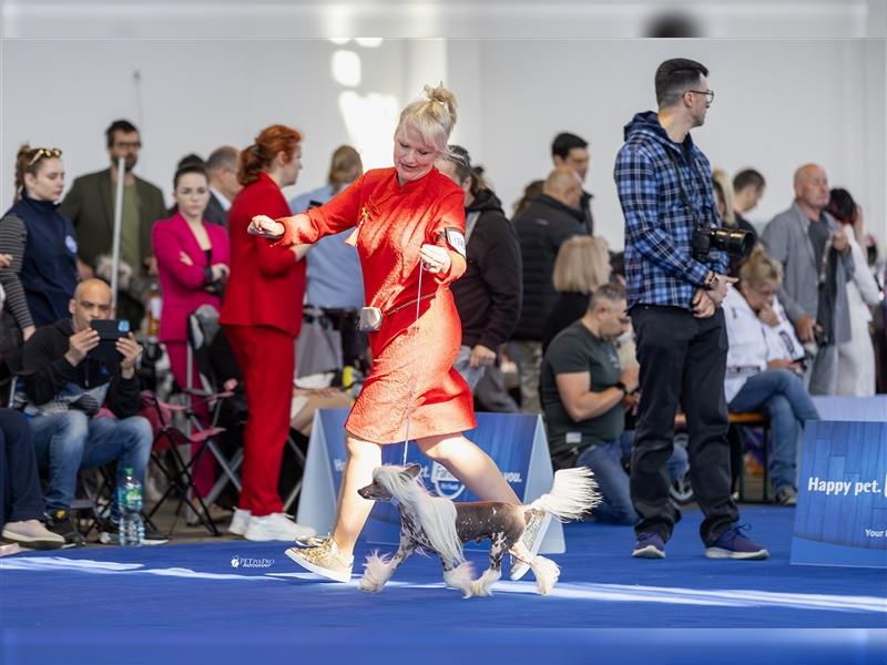 Chinese crested dog champion litter - FCI breeder