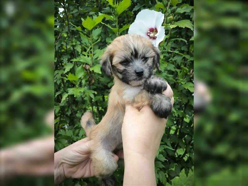 Chinese crested dog champion litter - FCI breeder