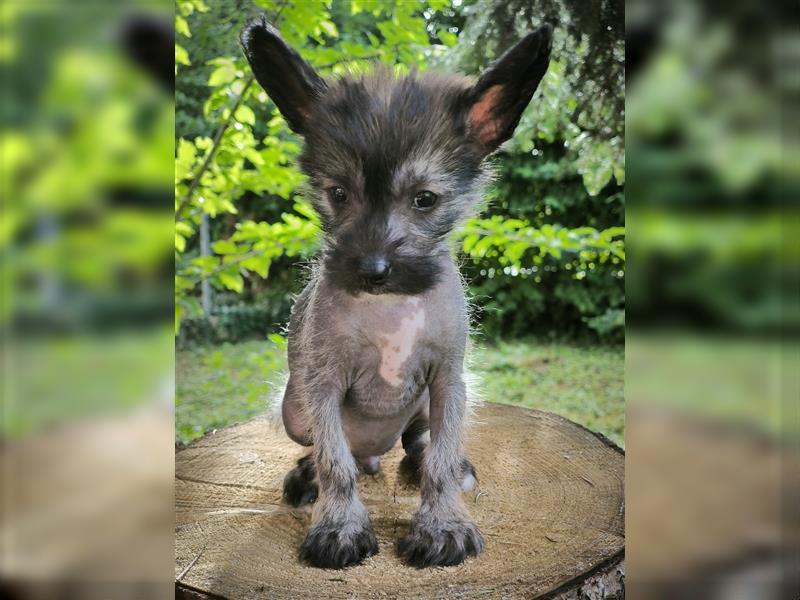 Chinese crested dog champion litter - FCI breeder