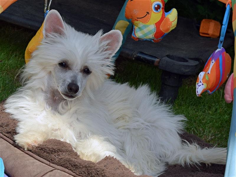 Chinese Crested Dog