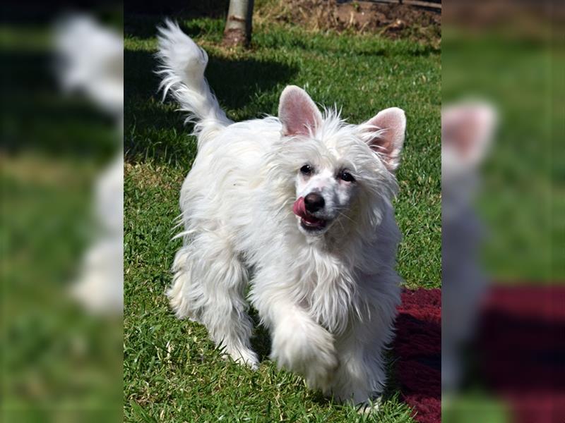 Chinese Crested Dog