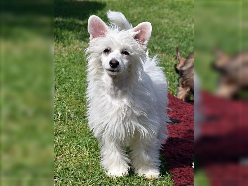 Chinese Crested Dog