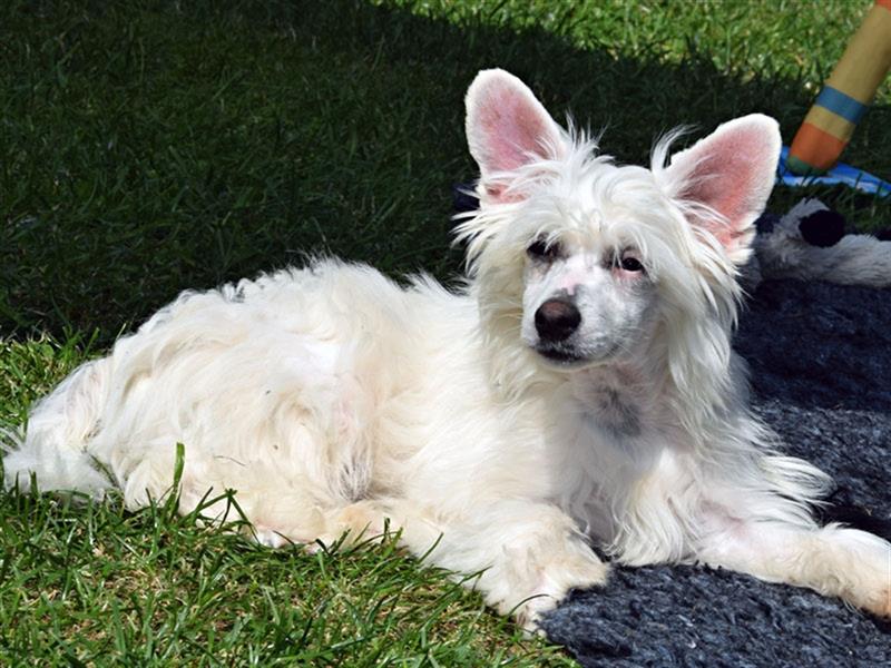 Chinese Crested Dog