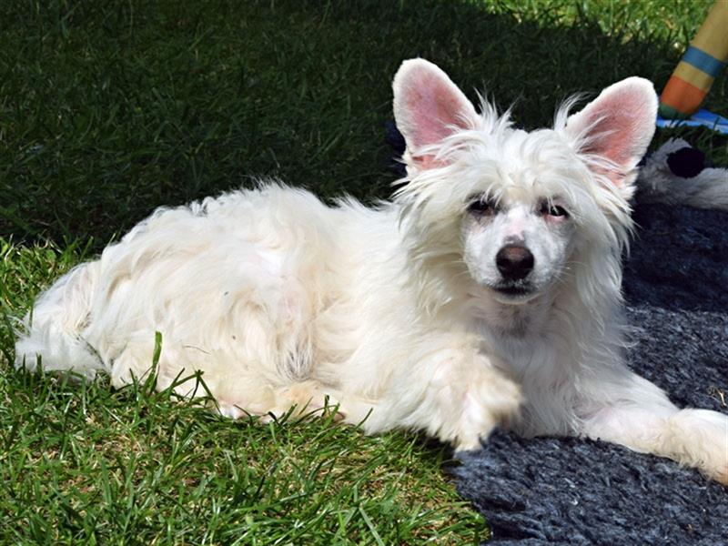 Chinese Crested Dog