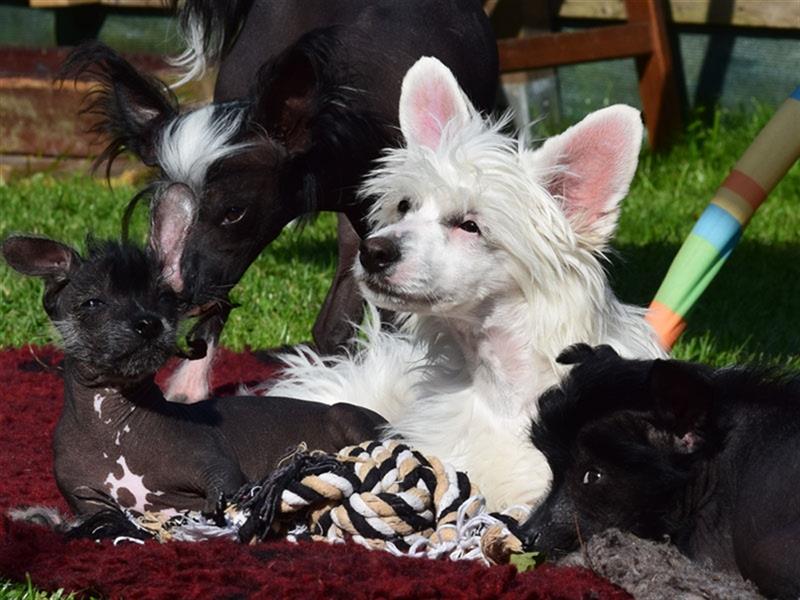 Chinese Crested Dog