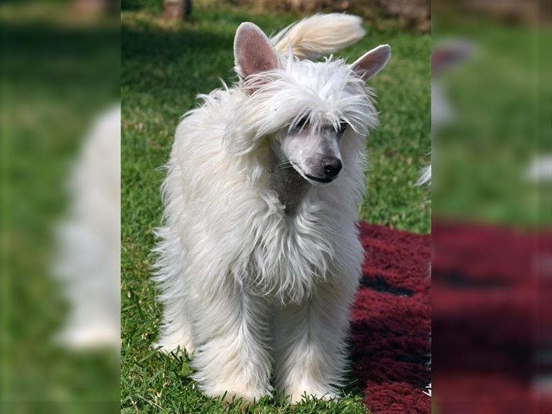 Chinese Crested Dog