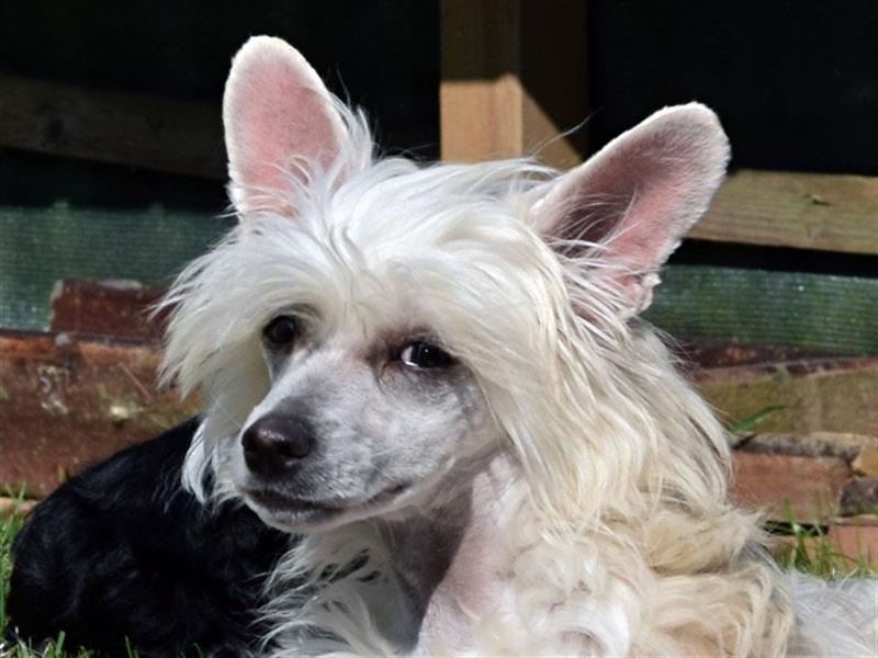 Chinese Crested Dog