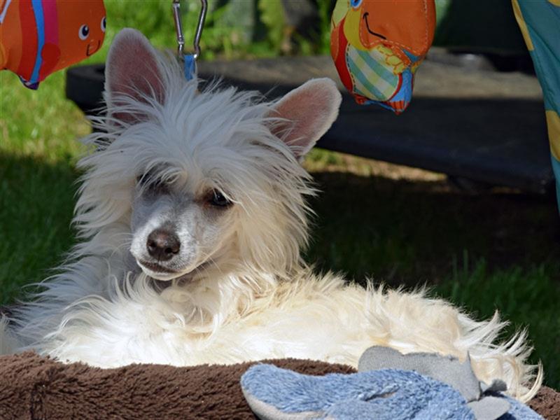 Chinese Crested Dog