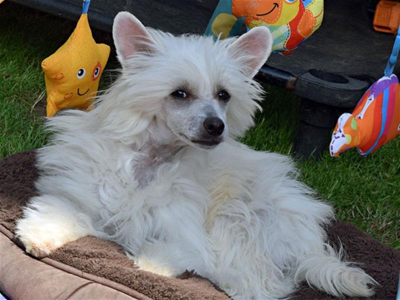 Chinese Crested Dog