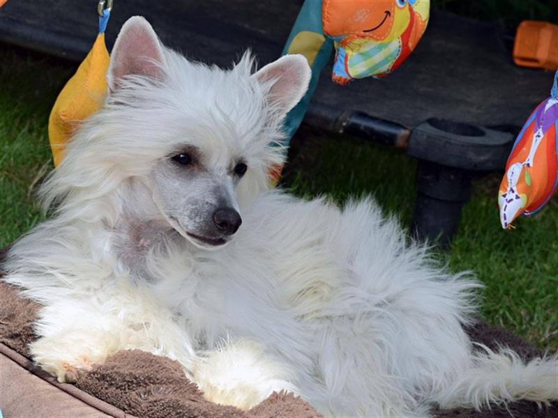 Chinese Crested Dog