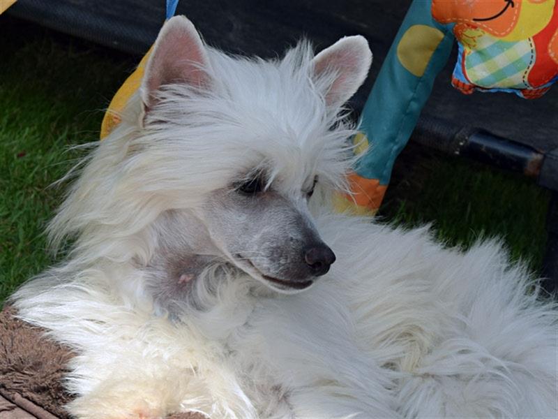 Chinese Crested Dog