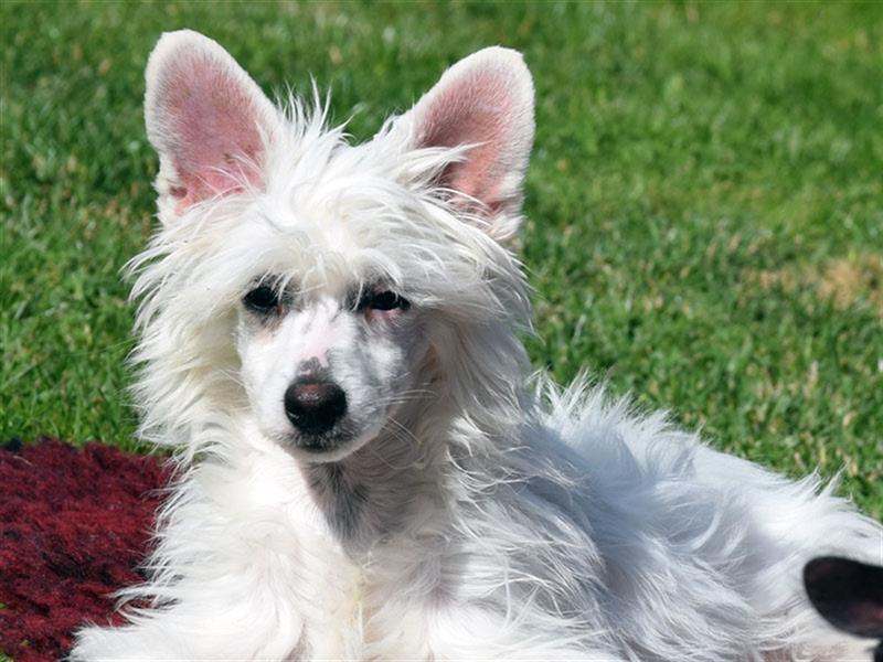 Chinese Crested Dog