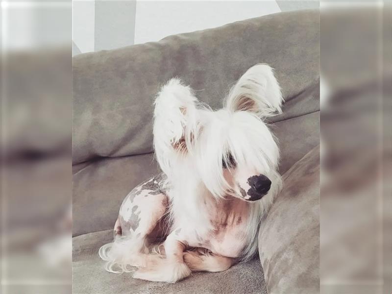 Chinese Crested Hündin