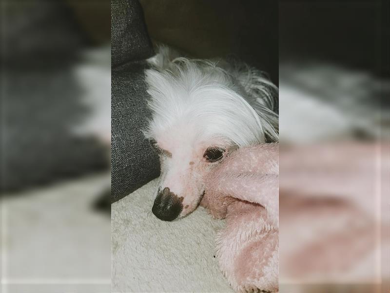 Chinese Crested Hündin