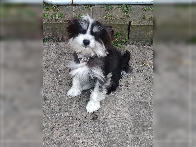 Chinese Crested Rüde