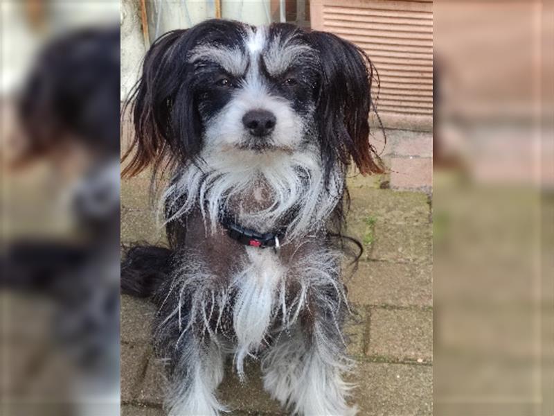 Chinese Crested Rüde