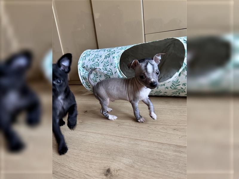 Chinese Crested Xoloitzcuintle Chihuahua