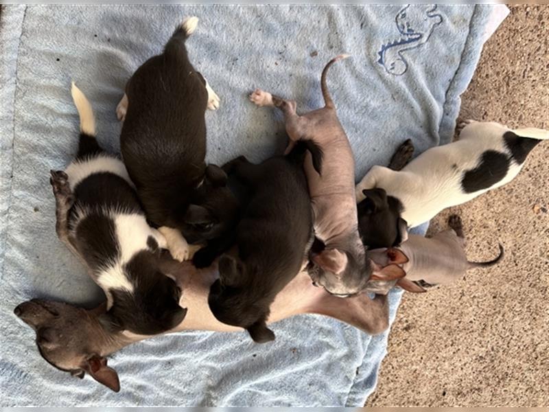 Chinese Crested Xoloitzcuintle Chihuahua