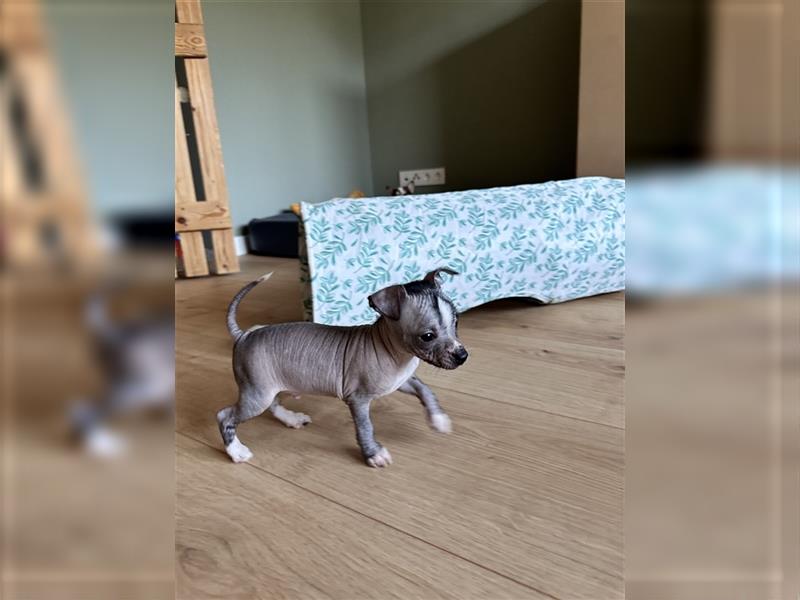 Chinese Crested Xoloitzcuintle Chihuahua