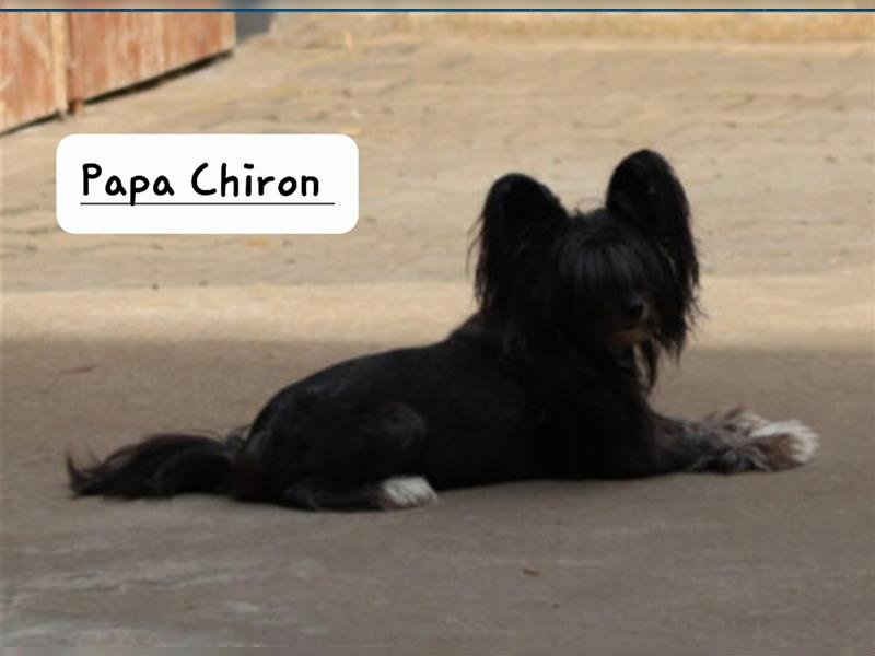 Schopfhunde Babys / Powderpuff/ Welpen / Allergiefreundlich/