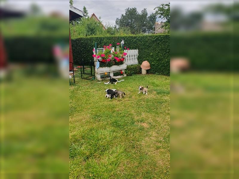 Schopfhunde Babys / Powderpuff/ Welpen / Allergiefreundlich/