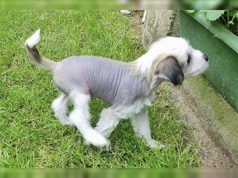 Chinese Crested Welpen