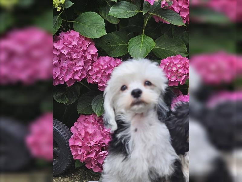 Süßer Chinese Crested Welpe sucht ein Zuhause