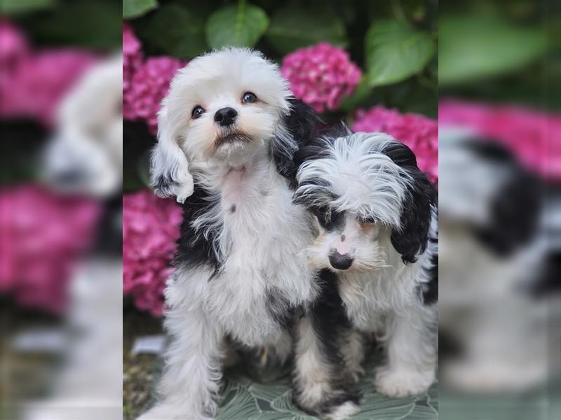 Süßer Chinese Crested Welpe sucht ein Zuhause