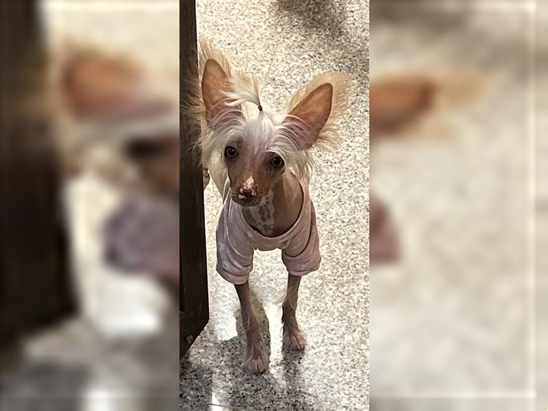 Chinese Crested  Mini Welpe