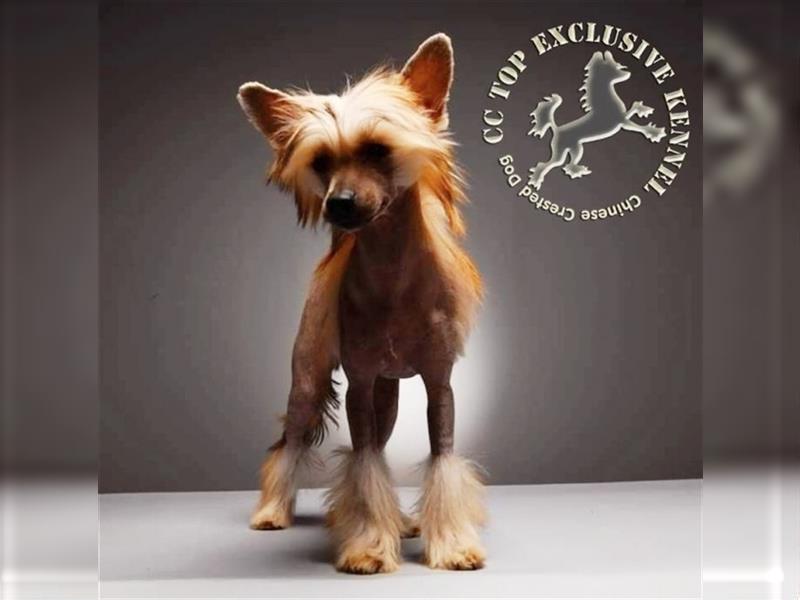 Chinesischer Schopfhund – Champion-Stammbaum – FCI-Stammbaum