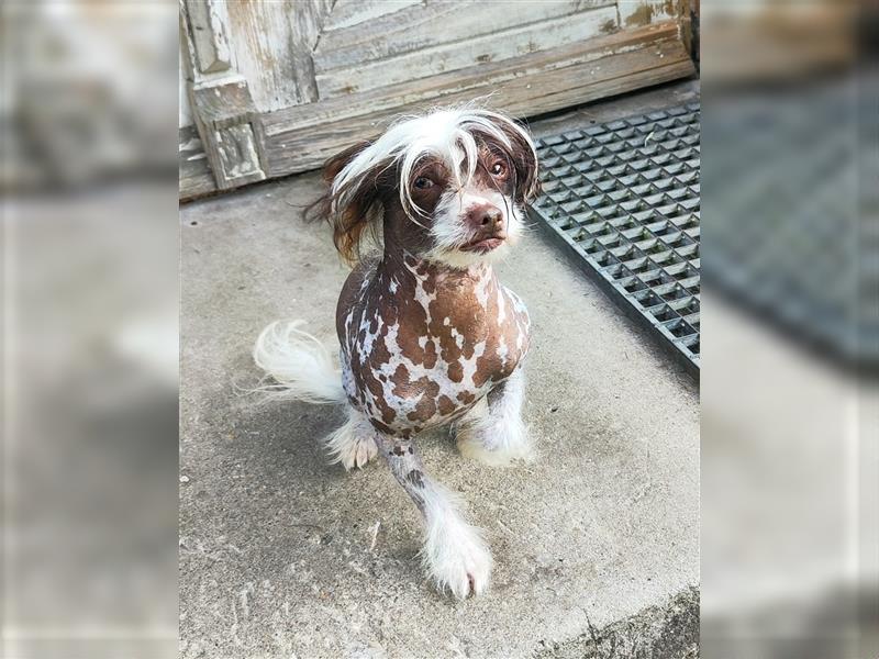 Hallo, ich bin Anton 2 Jahre alt, ein Chinese Crested Dog Mix