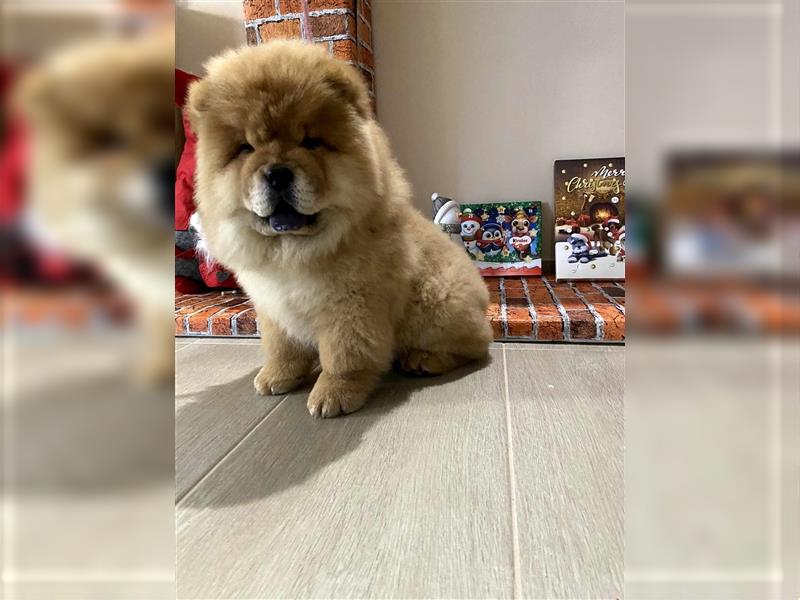 Chow chow