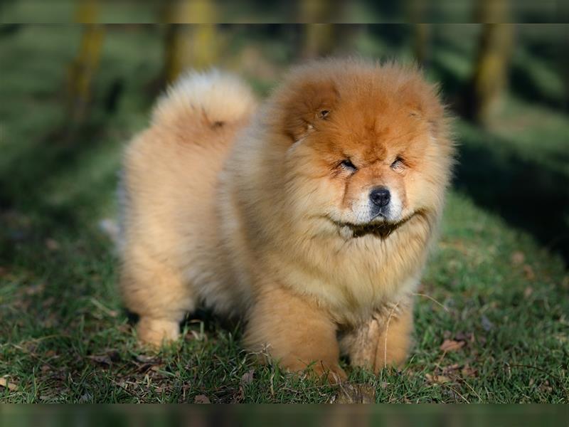 Chow chow