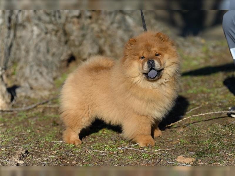 Chow chow