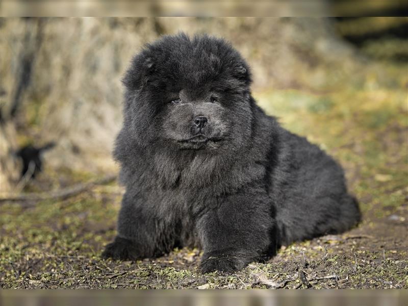 Chow chow