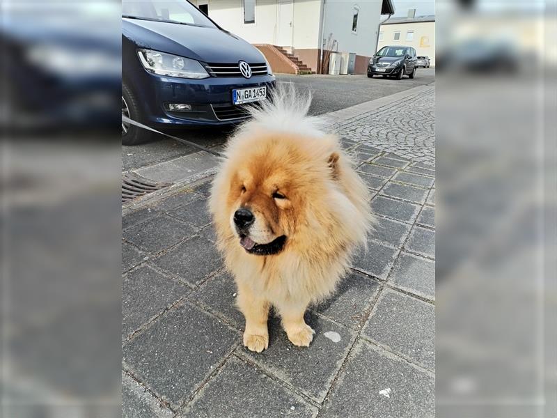 Chow Chow Welpen