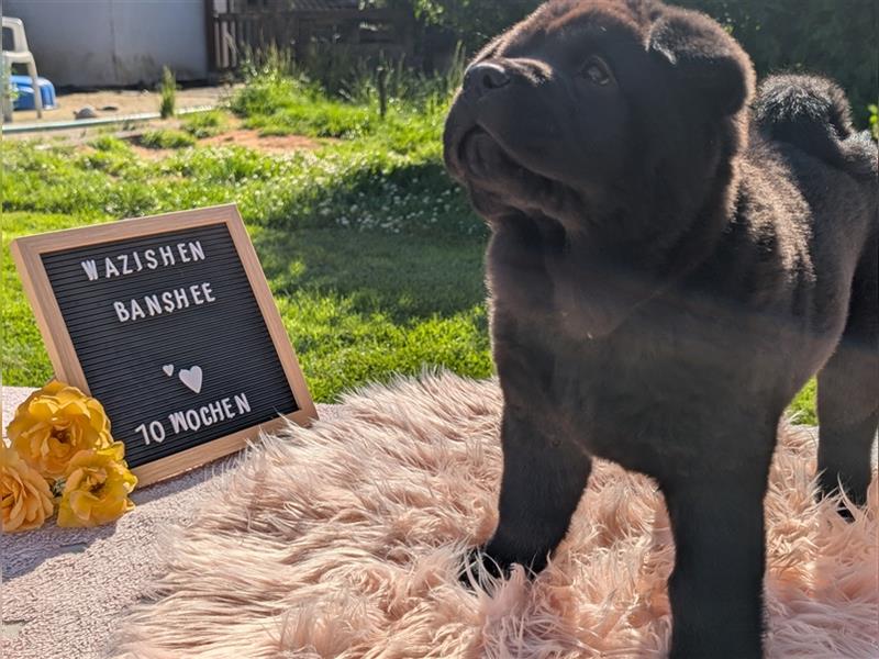 WâziShéN Banshee – Deine kuschelige, verspielte Chow Chow Hündin wartet auf Dich!