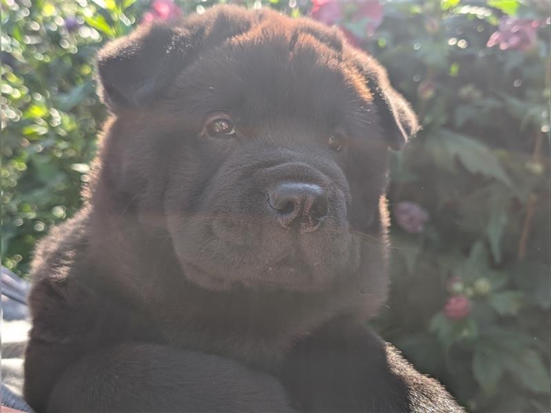 WâziShéN Banshee – Deine kuschelige, verspielte Chow Chow Hündin wartet auf Dich!