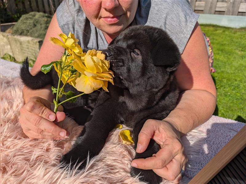 WâziShéN Banshee – Deine kuschelige, verspielte Chow Chow Hündin wartet auf Dich!