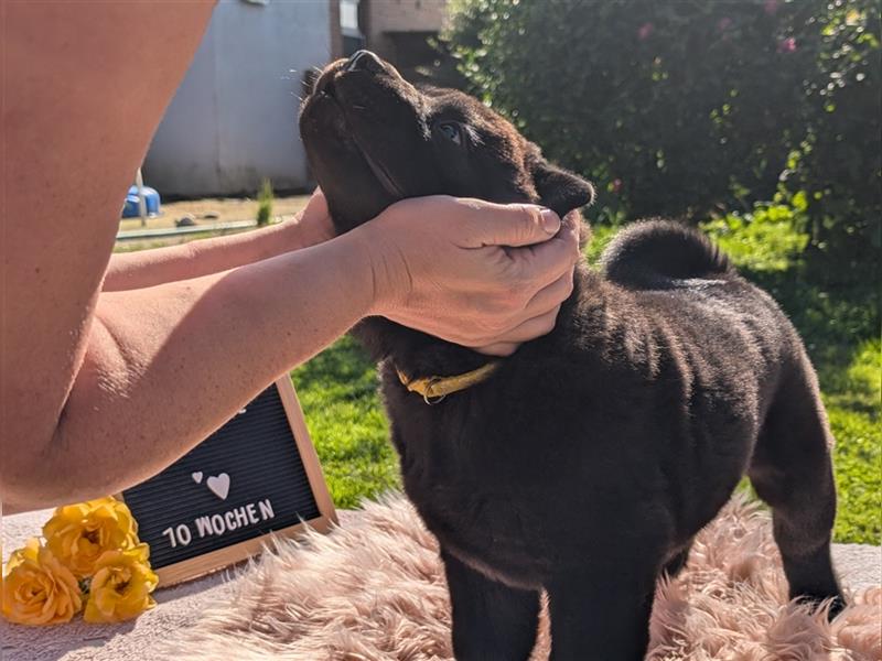 WâziShéN Banshee – Deine kuschelige, verspielte Chow Chow Hündin wartet auf Dich!