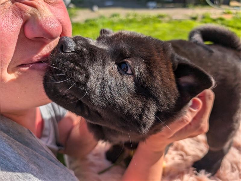 WâziShéN Banshee – Deine kuschelige, verspielte Chow Chow Hündin wartet auf Dich!