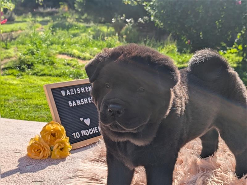 WâziShéN Banshee – Deine kuschelige, verspielte Chow Chow Hündin wartet auf Dich!