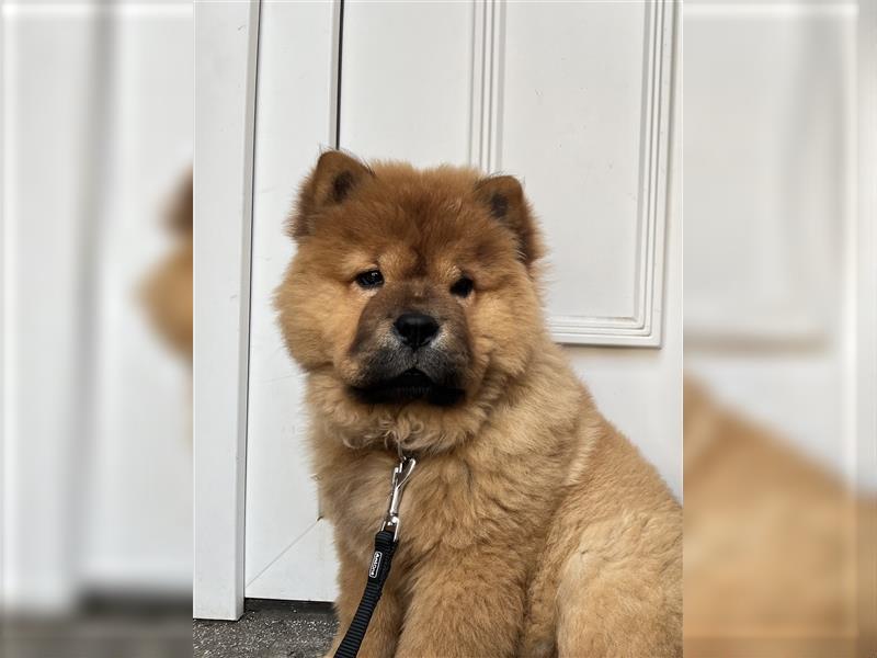 Chow Chow Hündin