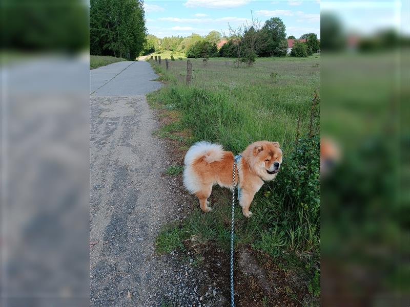 Chow Chow Rüde "Teddy"