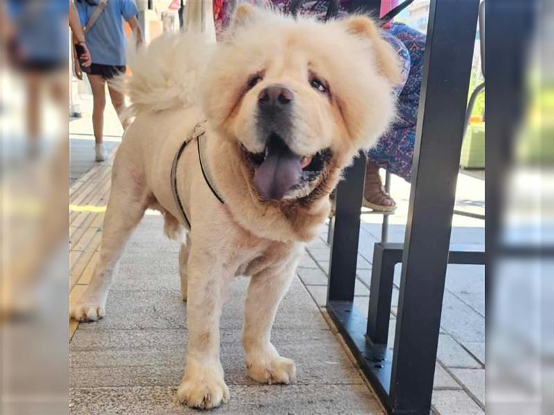 Charlie- Chow Chow- sucht ein Zuhause / eine Pflegestelle