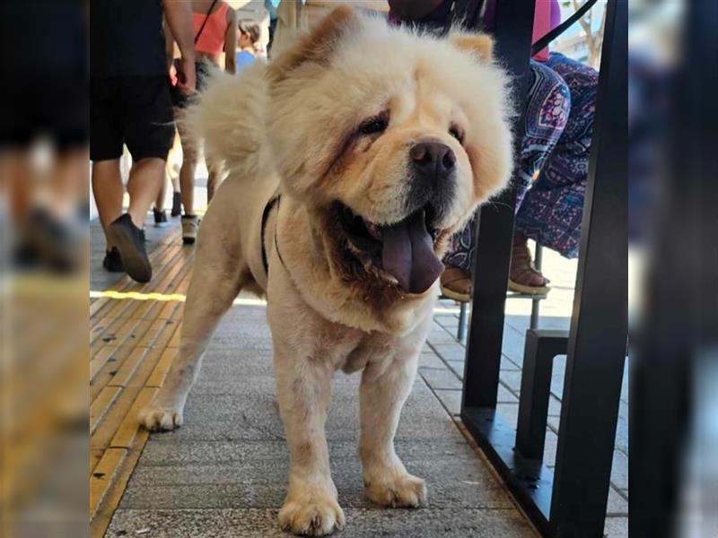 Charlie- Chow Chow- sucht ein Zuhause / eine Pflegestelle