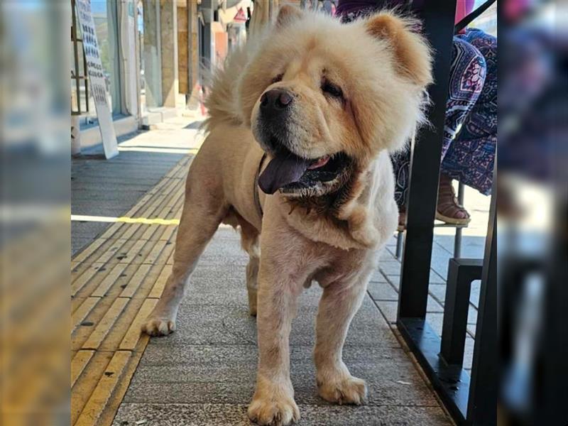 Charlie- Chow Chow- sucht ein Zuhause / eine Pflegestelle